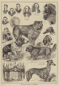 Le concours canin royal à Dorchester